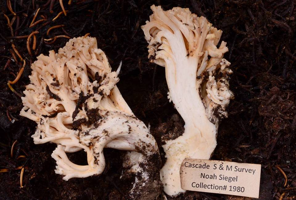 Ramaria flavobrunnescens var. aromatica image
