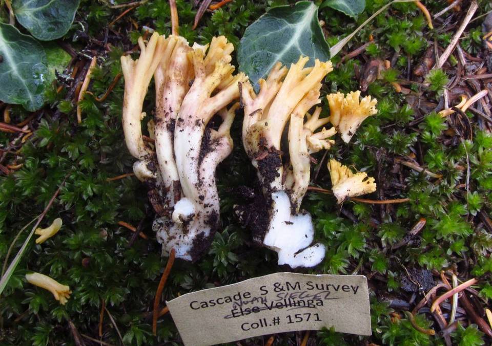 Ramaria leptoformosa image