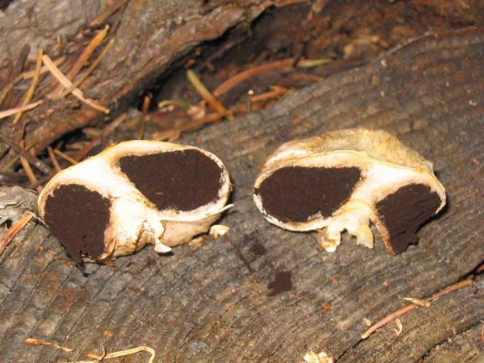Agaricus inapertus image