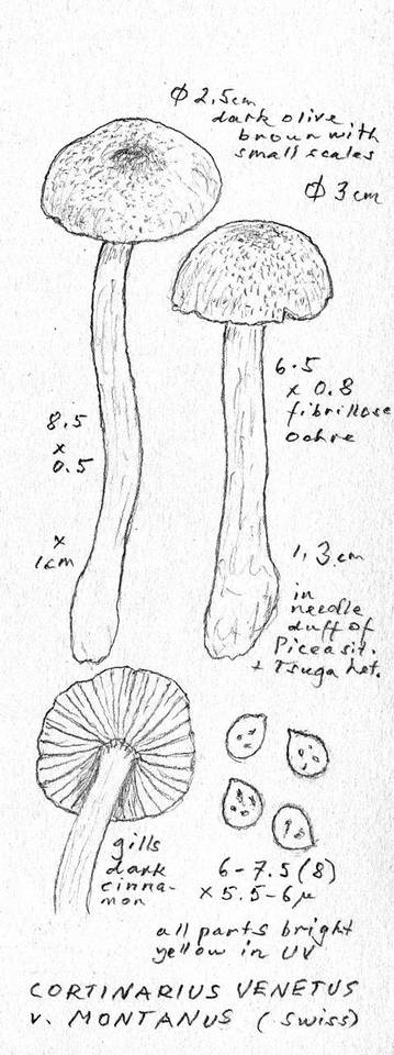 Cortinarius venetus var. montanus image
