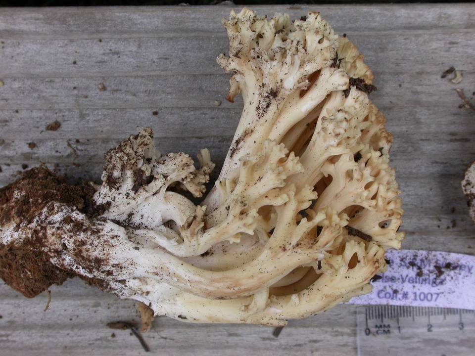 Ramaria rubricarnata var. pallida image
