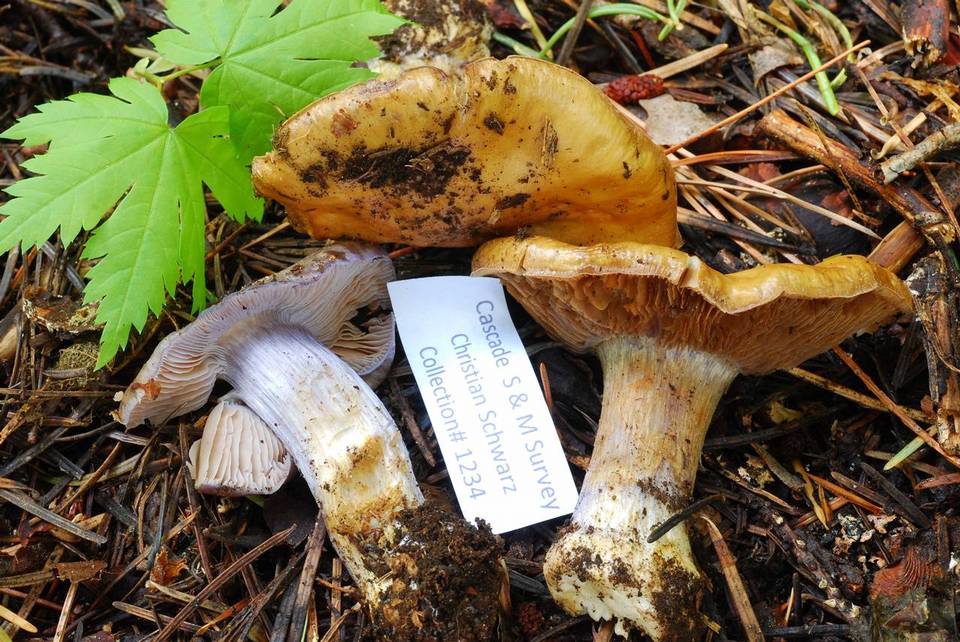 Cortinarius subolivascens image