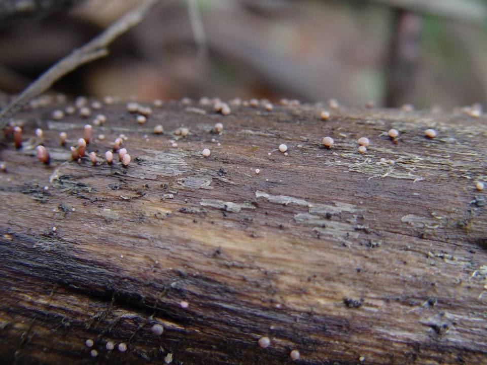 Coryne dubia image