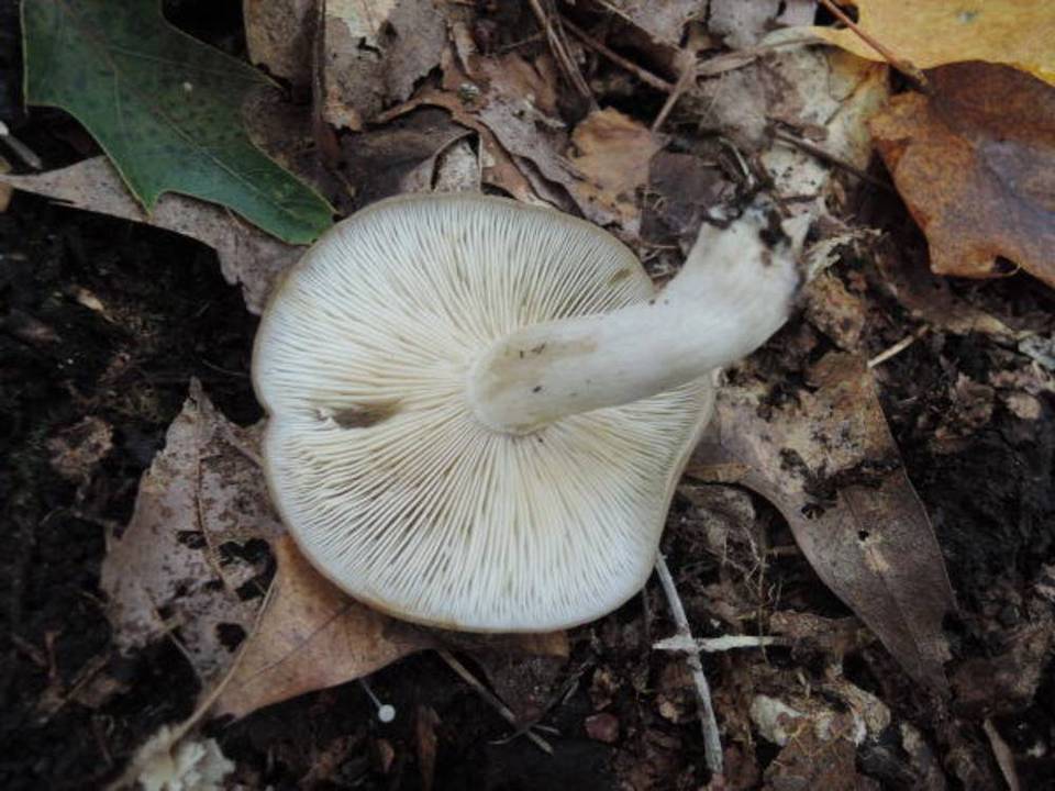 Lyophyllum transforme image