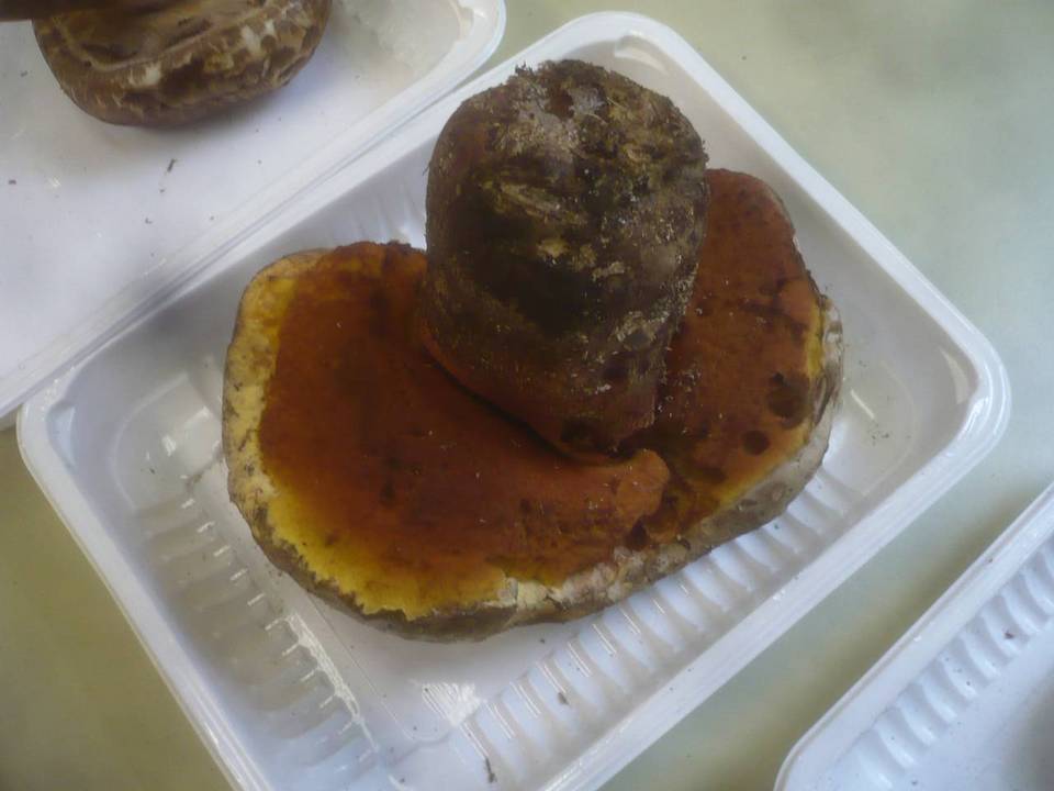 Boletus rhodopurpureus image