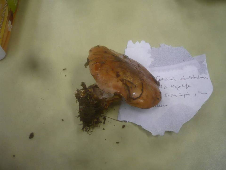 Cortinarius arcuatorum image