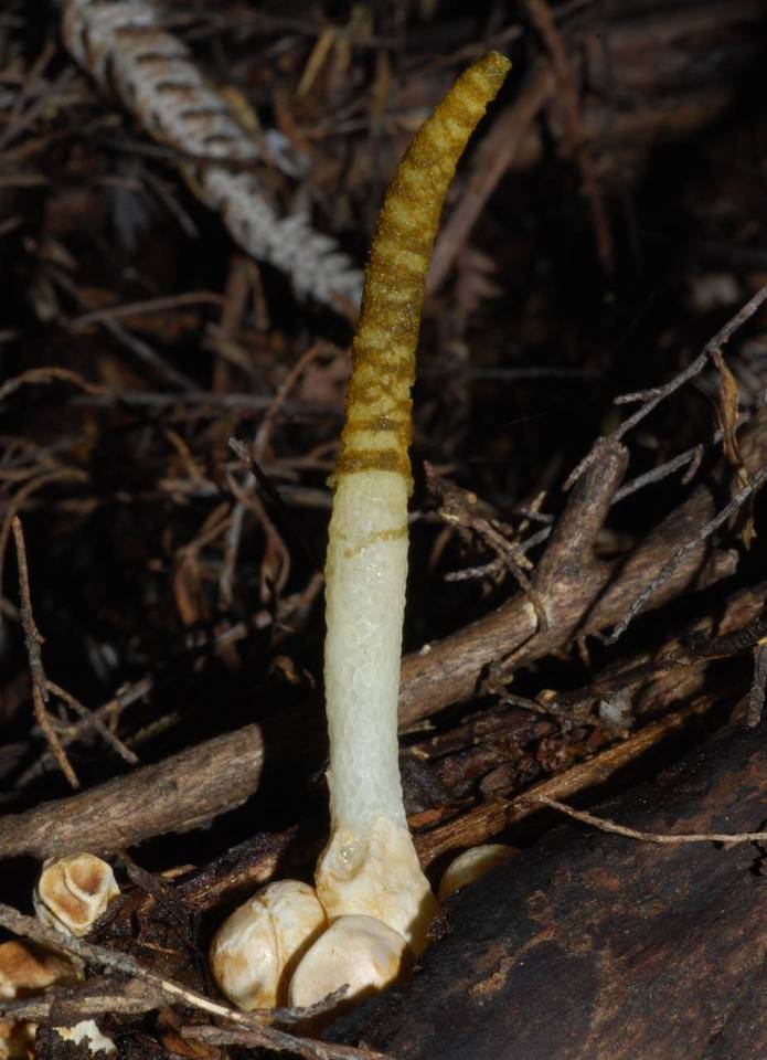 Mutinus borneensis image