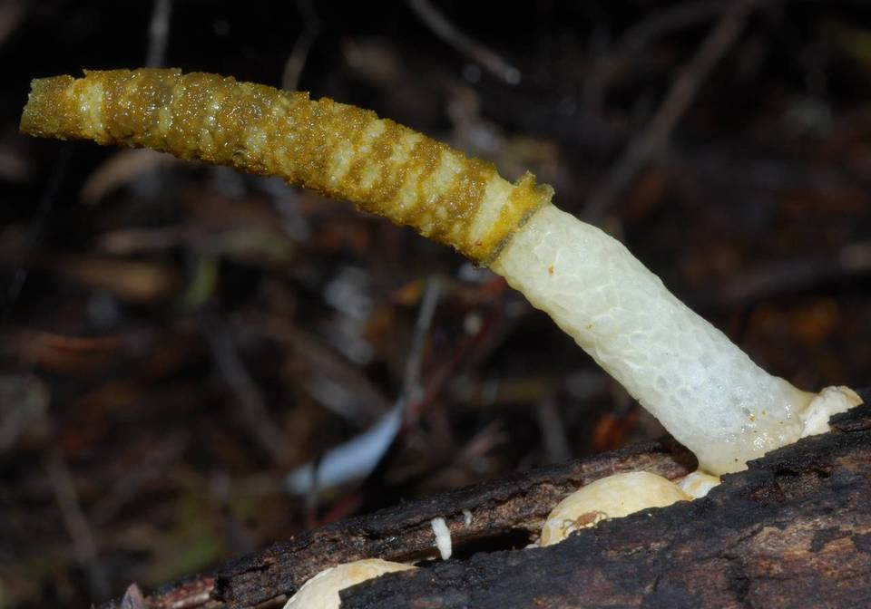 Mutinus borneensis image