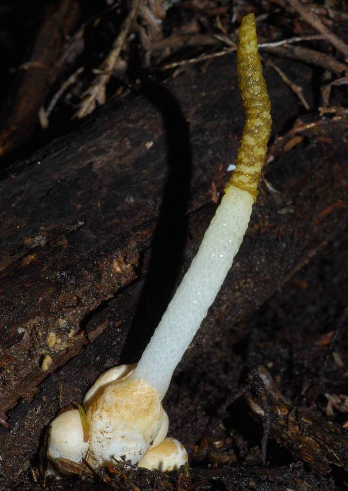 Mutinus borneensis image