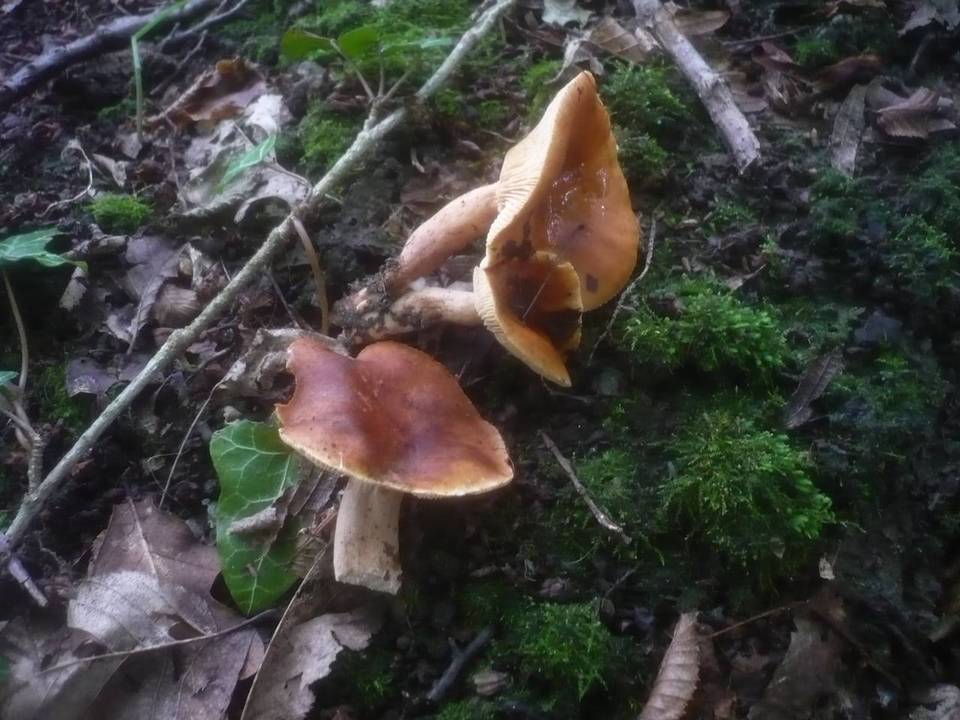 Lactarius britannicus image