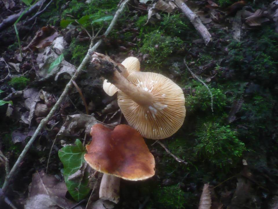 Lactarius britannicus image