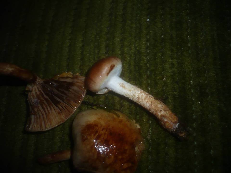 Pholiota mixta image
