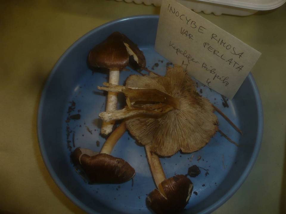 Inocybe perlata image