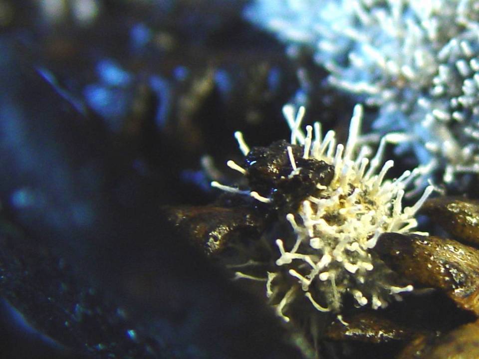 Stilbella byssiseda image
