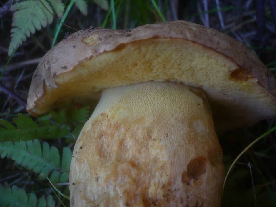 Boletus subappendiculatus image