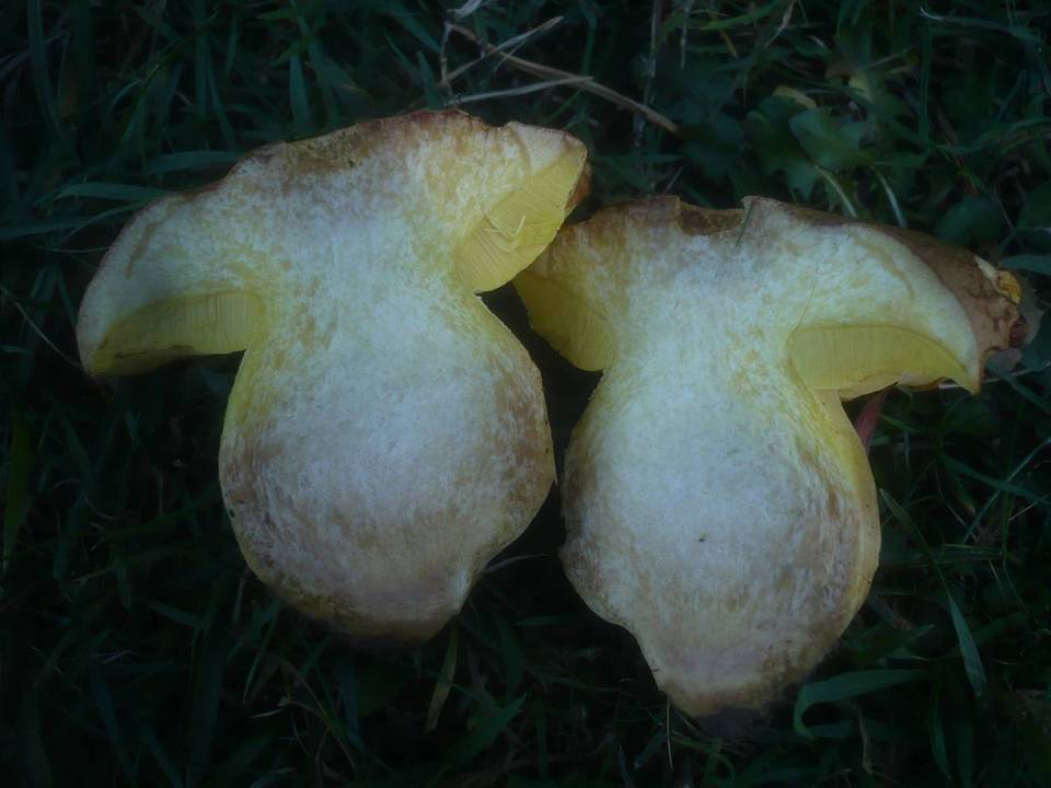 Boletus subappendiculatus image