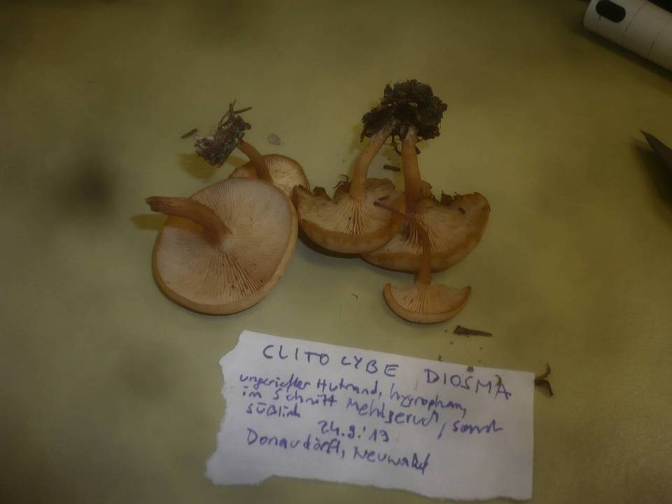 Clitocybe diosma image