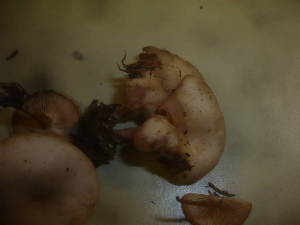 Clitocybe diosma image
