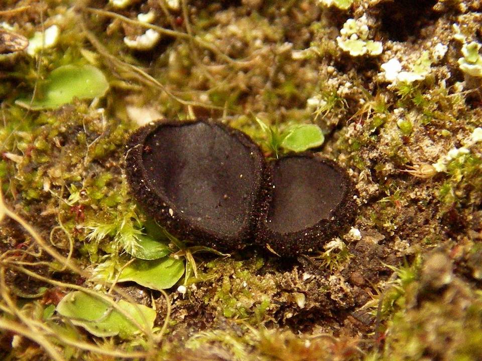 Plicaria trachycarpa image