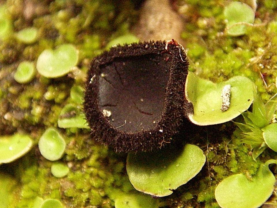 Plicaria trachycarpa image