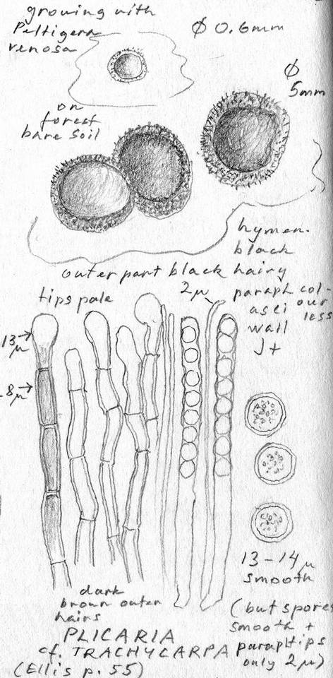 Plicaria trachycarpa image