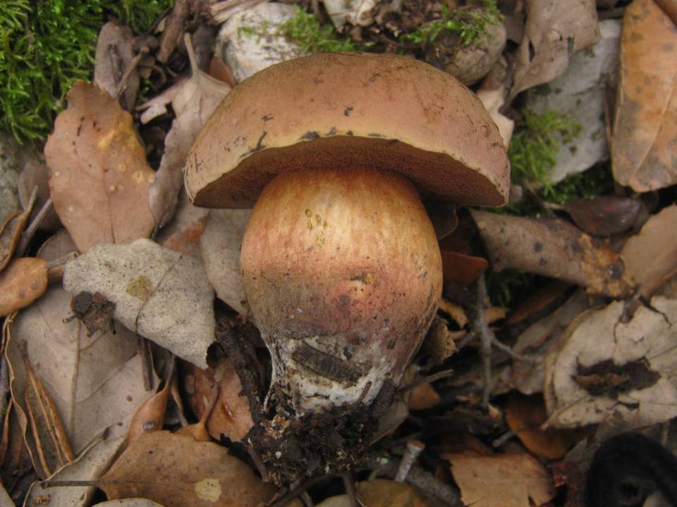 Boletus comptus image