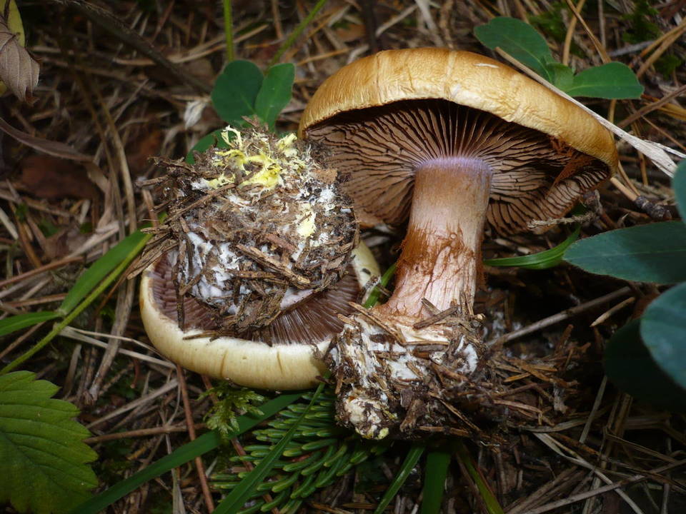 Cortinarius calochrous var. caroli image