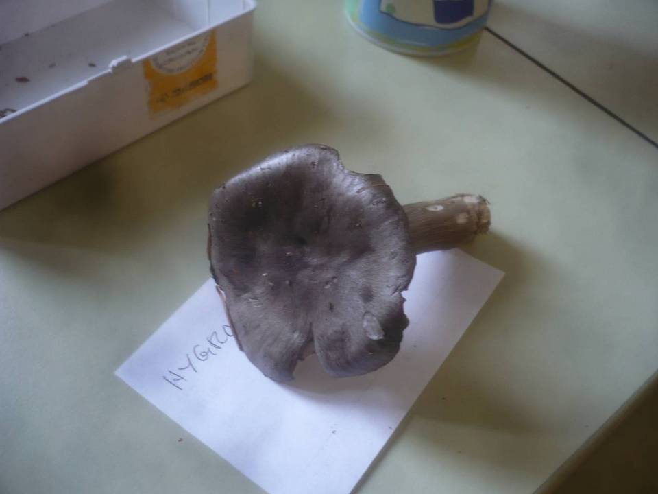Hygrophorus atramentosus image