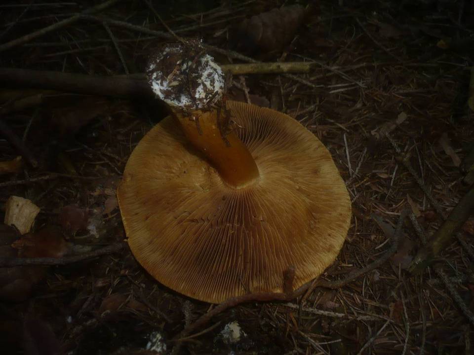 Cortinarius elegantior image