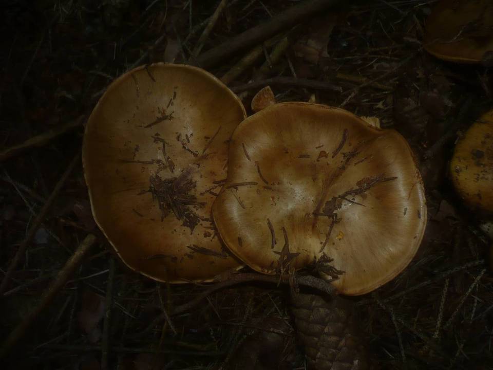 Cortinarius elegantior image
