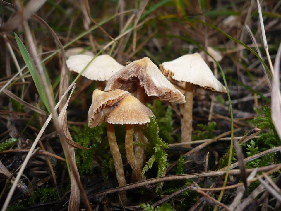 Cortinarius acutovelatus image