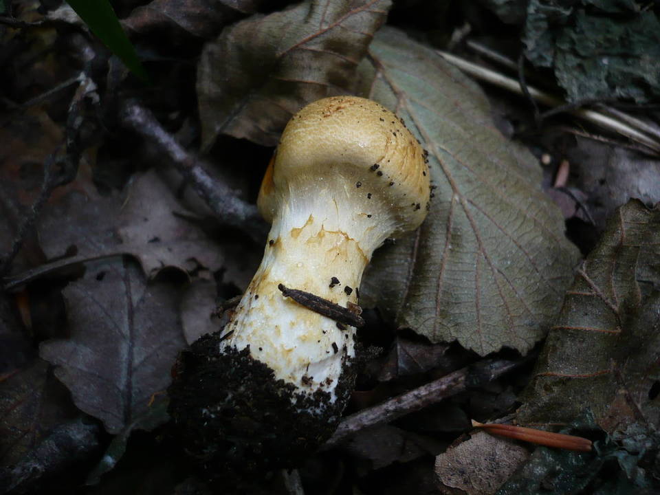 Cortinarius cliduchus image
