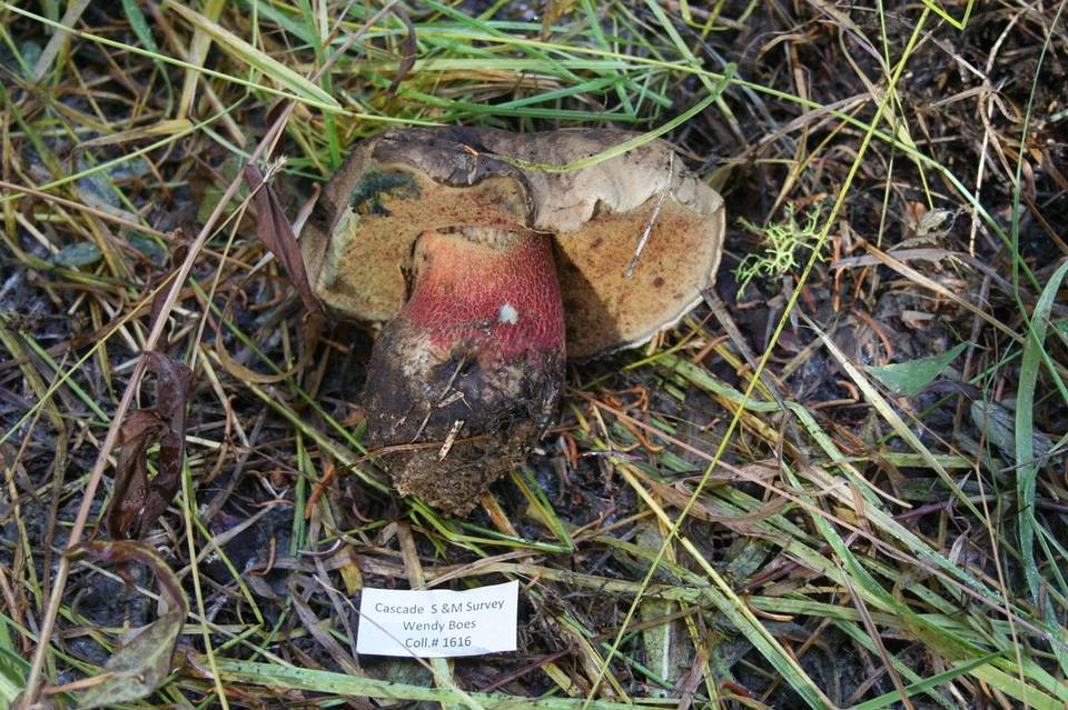Boletus frustosus image
