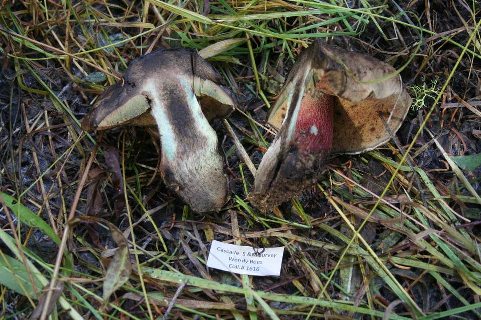 Boletus frustosus image