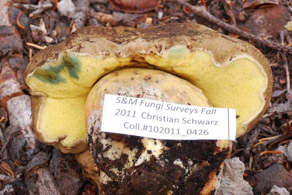 Boletus frustosus image