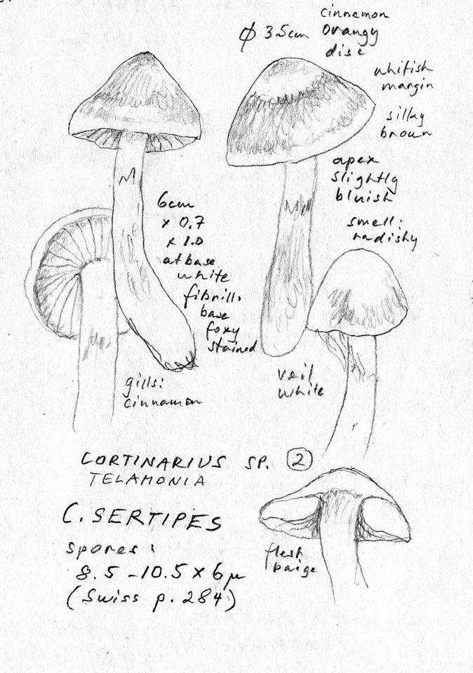 Cortinarius impennoides image