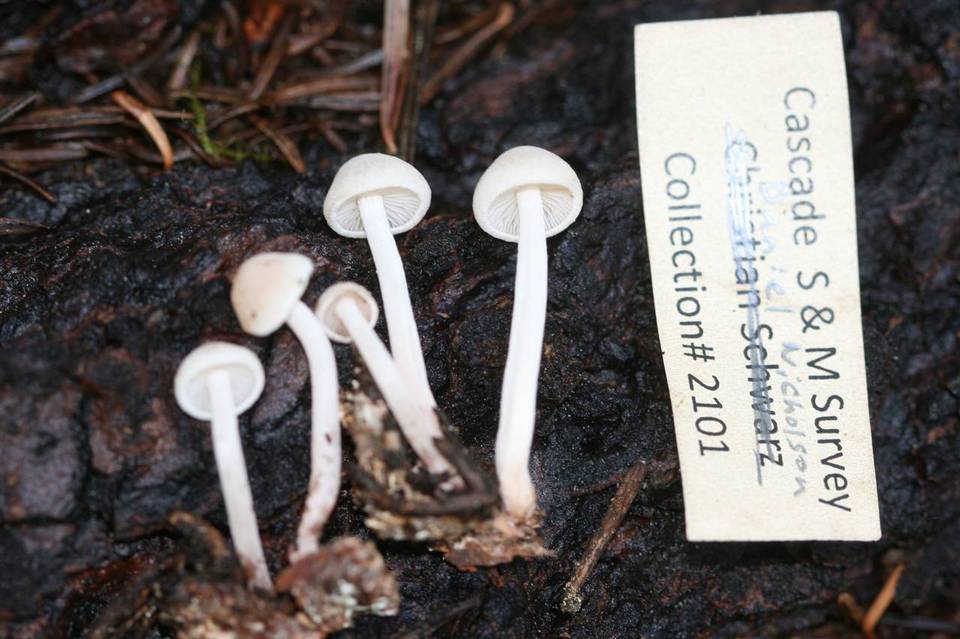 Collybia bakerensis image
