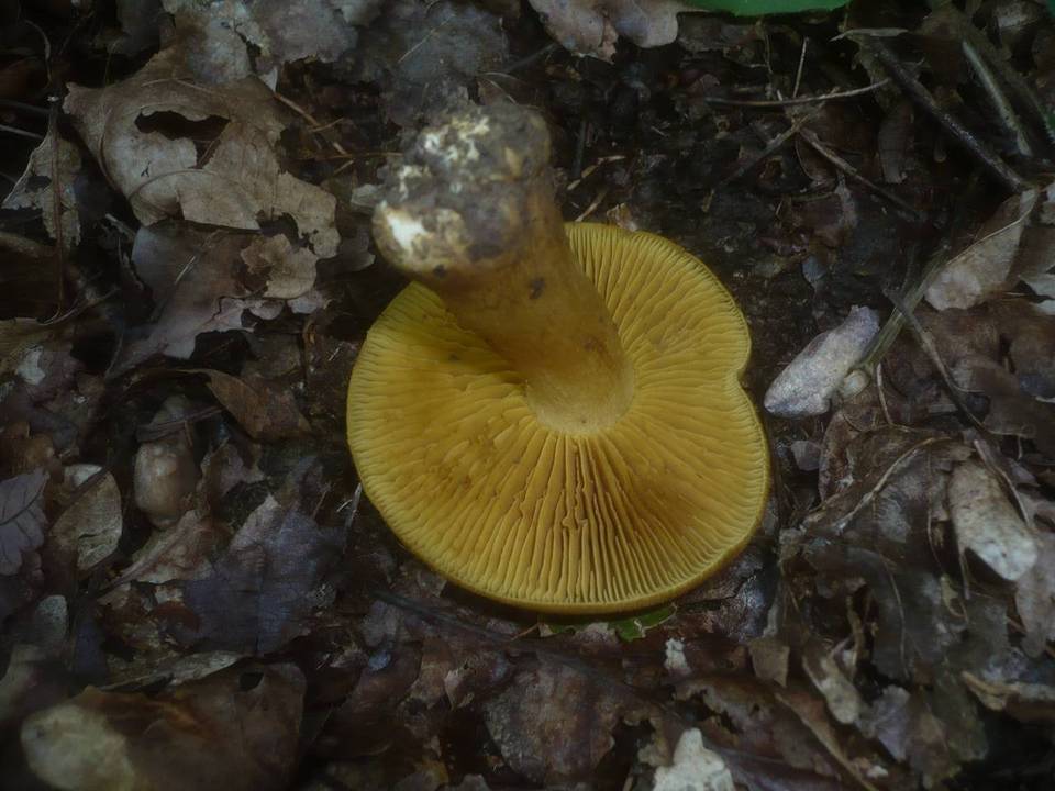 Cortinarius psittacinus image