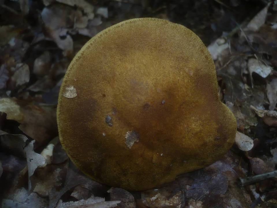 Cortinarius psittacinus image