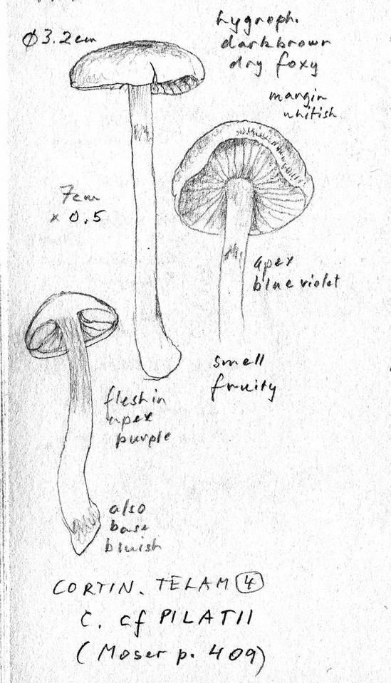 Cortinarius pilatii image