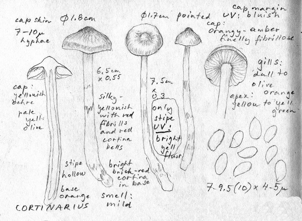 Cortinarius olivaceopictus image