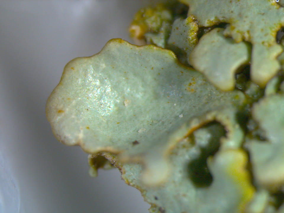 Xanthoparmelia stenophylla image
