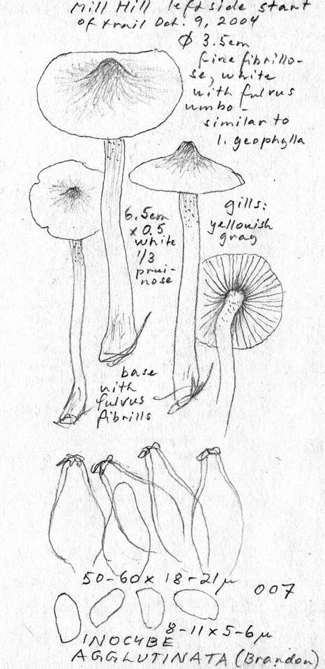 Inocybe agglutinata image