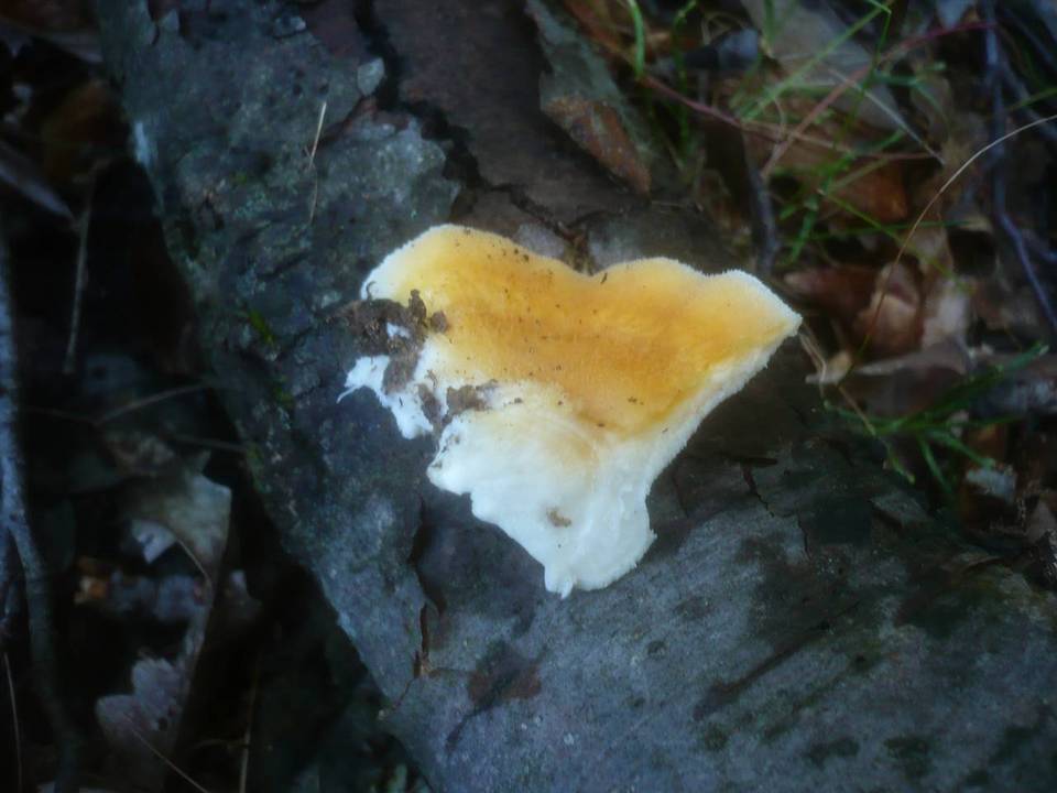 Tyromyces kmetii image