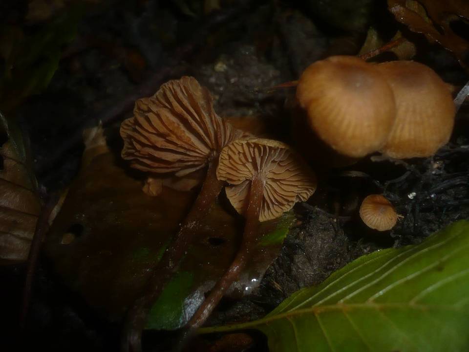 Naucoria scolecina image