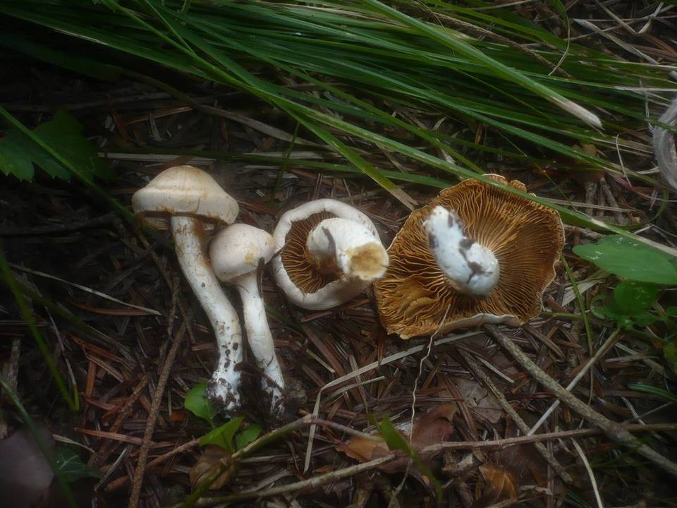 Cortinarius barbatus image
