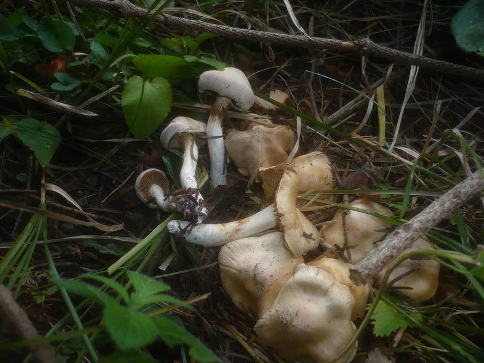 Cortinarius barbatus image