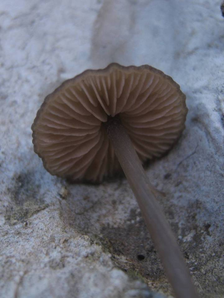 Entoloma hebes image