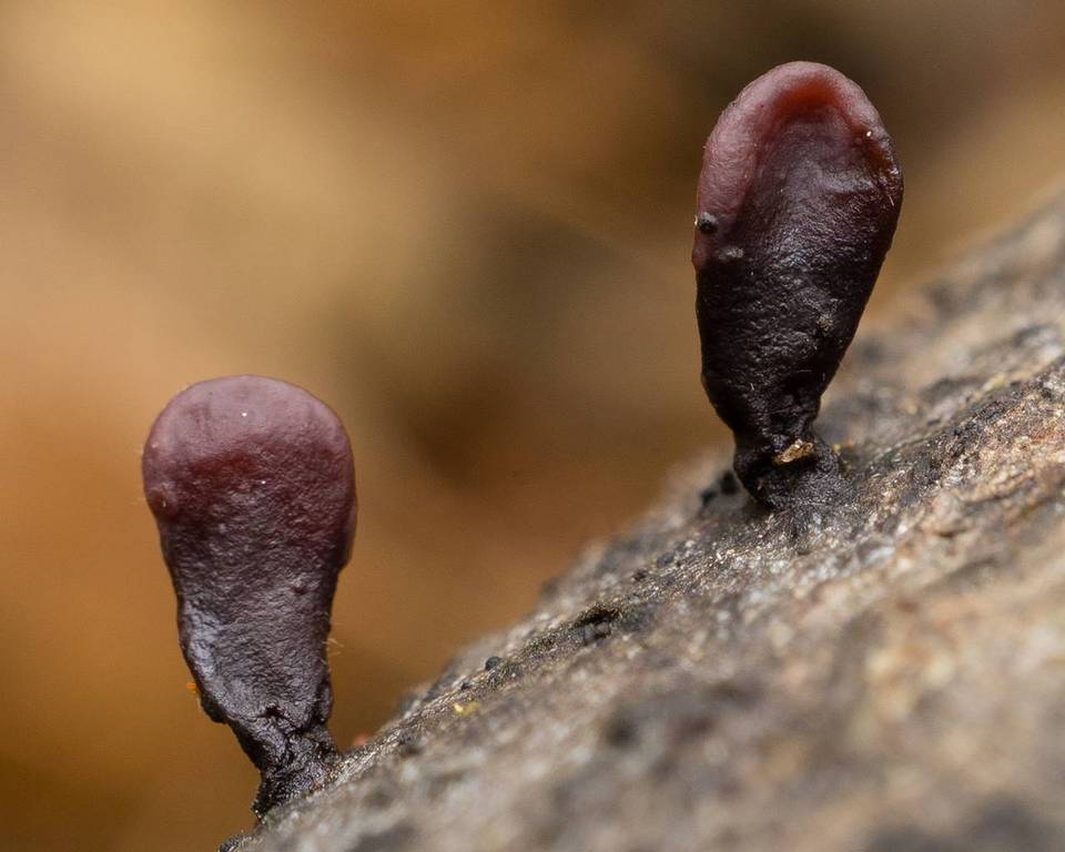 Coryne dubia image