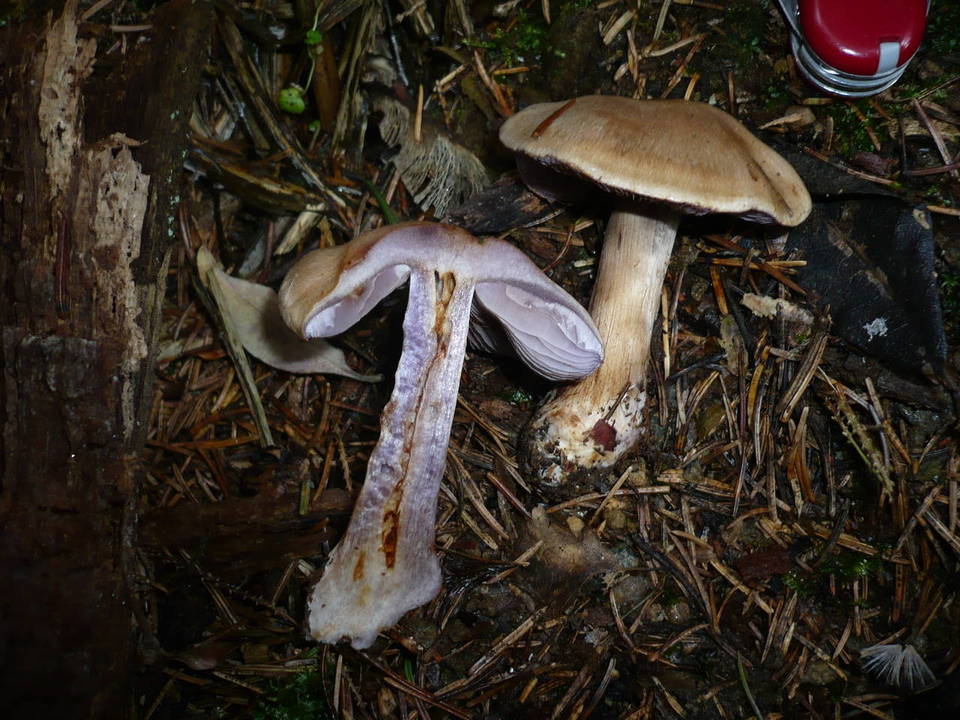 Cortinarius dionysae image